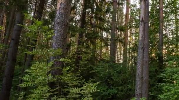 Belle matinée d'été dans la forêt. Les rayons du soleil traversent le feuillage d'un magnifique arbre vert. Forêt d'été magique, Hyperlapse — Video