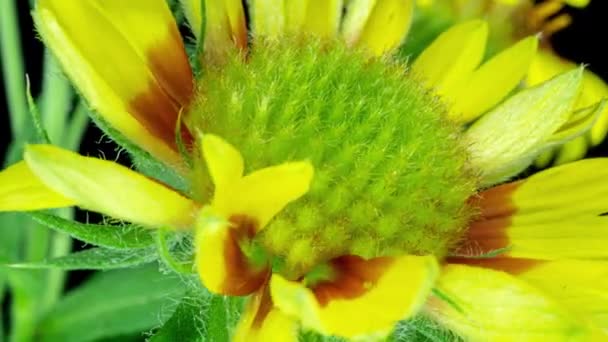 Zeitraffer der Gaillardia-Blüte, Nahaufnahme, auf schwarzem Hintergrund, Schöne Gaillardia-Blüte Nahaufnahme, Staubgefäßwachstum, 4k — Stockvideo