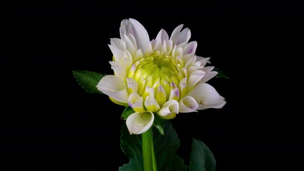 Time-lapse of blooming white dahlia flower isolated on black background. 4K Time lapse of growing blossom Dahlia, opening up. Love, wedding, anniversary, spring, valentines day. — Stock Video