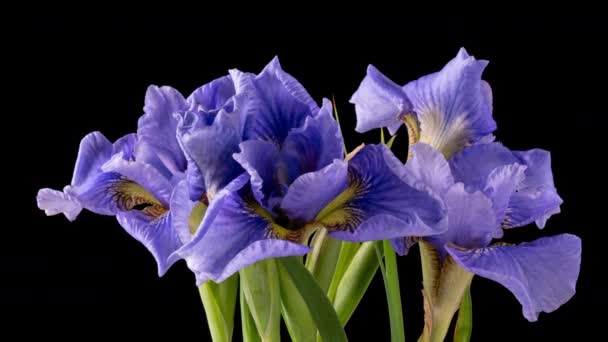 Tiempo-lapso de crecimiento azul, púrpura ramo de iris flor. Lirios de flores de primavera que florecen sobre fondo negro. Macro, 4k. Concepto: Pascua, primavera, amor, cumpleaños, día de San Valentín, vacaciones — Vídeos de Stock