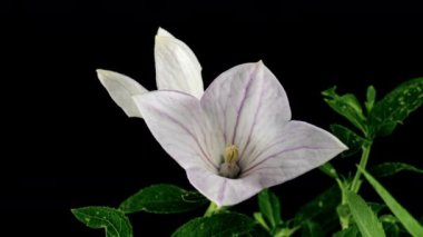 Beyaz Platycodon Çiçek Açan Çiçek Kara Arkaplanda Zaman Geçidi 'nde. Campanula Bud Büyüyor