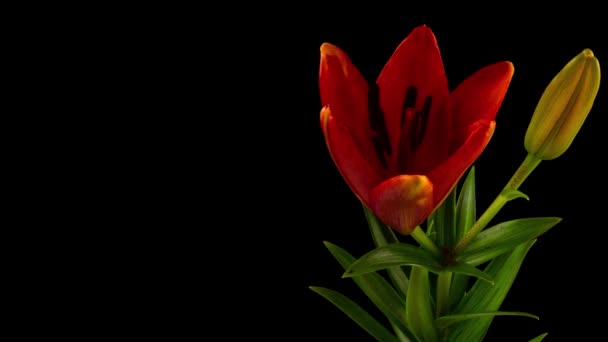 Oranssi Lily kukka kukkii, avaa sen kukka. Eeppinen aikaero. Ihana luonto. Futuristinen maailma. Makro 4K timelapse. Tervehdyskortti, jossa on kopiotila — kuvapankkivideo