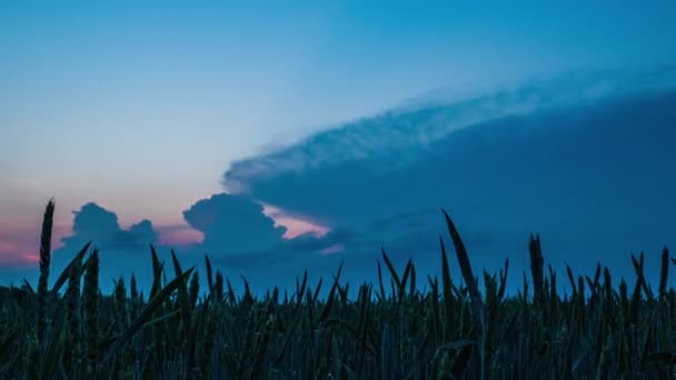 Медленное движение левой камеры. Естественное зеленое пшеничное поле с голубым небом и облаками в солнечный день, восход солнца. Естественный фон. Сельскохозяйственный ландшафт, красивая цветная пшеница, временная пауза, 4k гиперлапс. — стоковое видео