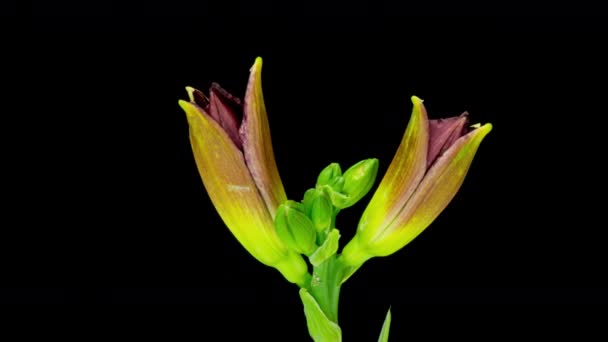 Η μπορντό daylily ανοίγει τα λουλούδια σε ένα χρονικό διάστημα lapse σε μαύρο φόντο. Ανάπτυξη μπουμπουκιών αγριοτριανταφυλλιάς. Τέλεια ανθοφόρα φυτά — Αρχείο Βίντεο