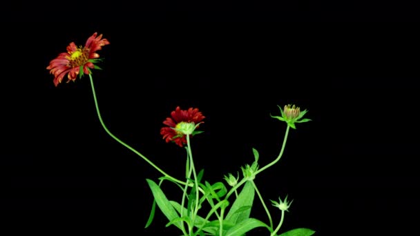 Blommande röd Gaillardia på en svart bakgrund, time lapse, alfakanal, blomning cykel av flera Gaillardia blommor, symbios av en blomma med insekter 4k video — Stockvideo