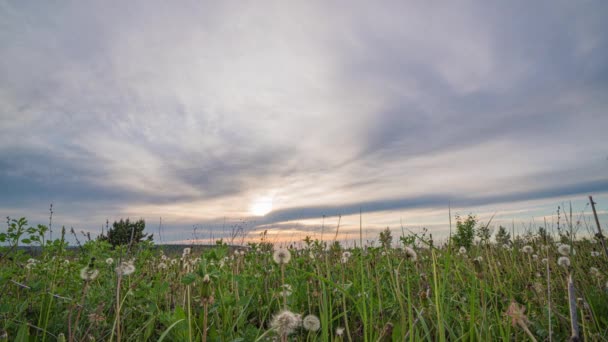 Pole wiosenne. Pole mniszka lekarskiego, światło zachodu słońca, wiosna, wolność. Białe kwiaty, zielona trawa. Czas mija, 4k — Wideo stockowe