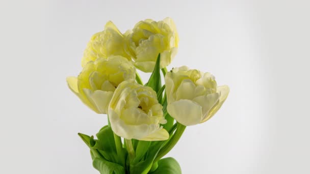 Apertura de hermosos tulipanes grandes de color amarillo blanco sobre fondo blanco. Primavera. Día de la madre, día de fiesta, día de San Valentín, amor, cumpleaños, Pascua. Celebración, Timelapse. De cerca. 4K — Vídeo de stock