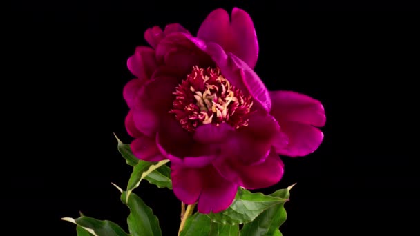 Timelapse di bel fiore di peonia rosa bordeaux fioritura su sfondo nero. Movimento degli stami peonia. Matrimonio, macro, Pasqua, primavera, Amore, compleanno, San Valentino, vacanze concetto timelapse. — Video Stock