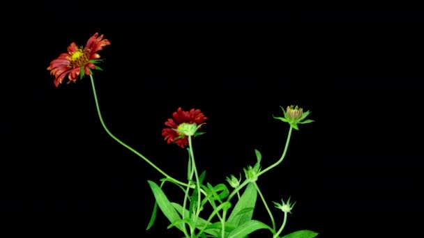 Ανθισμένα κόκκινα Gaillardia σε μαύρο φόντο, χρονική υστέρηση, κανάλι άλφα, κύκλος ανθοφορίας αρκετών λουλουδιών Gaillardia, συμβίωση ενός λουλουδιού με έντομα βίντεο 4k — Αρχείο Βίντεο