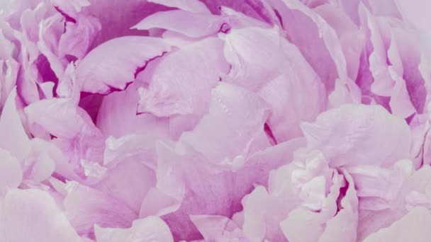 Mooie roze pioenroos achtergrond. Bloeiende pioenenbloem open, tijdsverloop, close-up. Bruiloft achtergrond, Valentijnsdag concept. 4K UHD video tijdspanne — Stockvideo