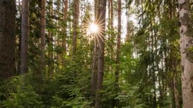 Yeşil Orman. Pine Trees Peri Ormanı. Ağaçlar. Ormanın içinde hareketlilik var. Yazın harika yeşil orman. Gölün üzerinde gün batımı. Kamera sağa doğru hareket ediyor, zaman aşımı 4K. Hiperlapse