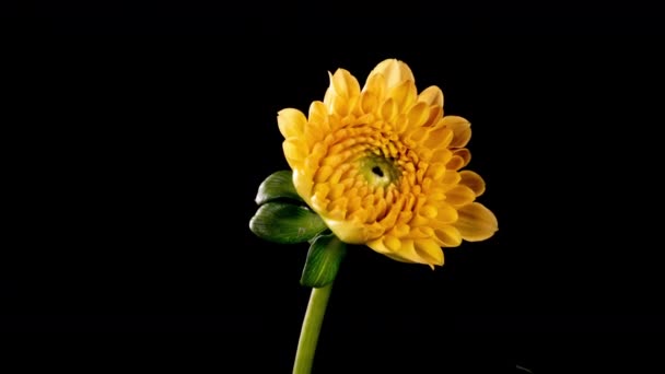 Time-lapse van bloeiende gele oranje dahlia bloem geïsoleerd op zwarte achtergrond. 4K Tijd verstrijken van groeiende bloesem Dahlia, openen. Liefde, bruiloft, jubileum, voorjaar, Valentijnsdag. — Stockvideo