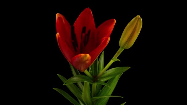 Fleur de Lys orangé fleurissant, ouvrant sa fleur. Épique laps de temps. Magnifique nature. Un monde futuriste. Timelapse Macro 4K. Carte de vœux, avec espace de copie — Video