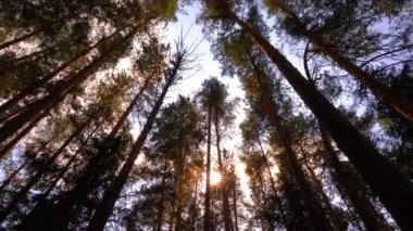 Ormanda bir yaz sabahı. Güneş ışınları muhteşem yeşil ağacın yapraklarını delip geçer. Büyülü yaz ormanı, Hiperlapse, 4K. Çam ağaçlarının alt manzarası