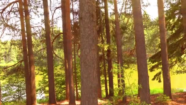 Caminhe no prado verde na floresta de fadas. Raios de sol da manhã emergindo através dos ramos de árvores verdes. Floresta verde com raios de sol quentes iluminando. Tiro de alta qualidade, 4K — Vídeo de Stock