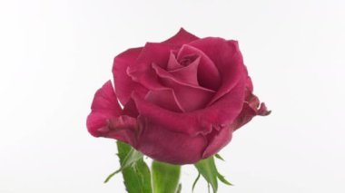 Beyaz arka planda güzel bir pembe gül. Çiçek açan pembe gül yaprakları, zaman aşımı, yakın plan. Tatil, aşk, doğum günü tasarım arkaplanı. Bud yakın çekim. Makro. 4K UHD video zaman dilimi