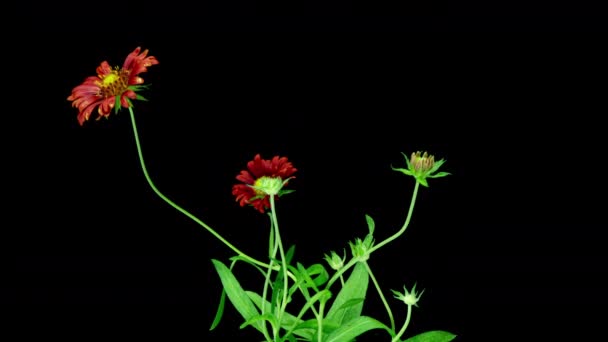 Gaillardia merah yang mekar pada latar belakang hitam, selang waktu, saluran alpha, siklus berbunga dari beberapa bunga Gaillardia, simbiosis bunga dengan serangga video 4k — Stok Video