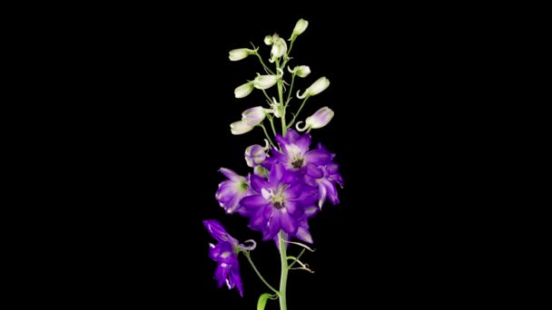 Time-lapse av blommande blå violett delfiner blomma isolerad på svart bakgrund. 4K Tidsfördröjning av växande blomsterdelfiner, öppnas upp. Kärlek, bröllop, årsdag, vår, Alla hjärtans dag — Stockvideo