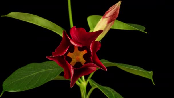 Χρονικό όριο του ανθισμένου κόκκινου λουλουδιού. Ανοίγει η όμορφη Ντιπλαντέλια. Timelapse της ανάπτυξης άνθος μεγάλο λουλούδι σε πράσινο φόντο φύλλα. 4k. Διακοπές, αγάπη, γενέθλια σχεδιασμό φόντο, μακροεντολή — Αρχείο Βίντεο
