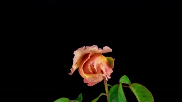 Mooie opening roze karamel roos op zwarte achtergrond. Bloemblaadjes rozenbloem open, tijdsverloop, close-up. Vakantie, liefde, verjaardagsontwerp achtergrond. Bud close-up. Een Macro. 4K UHD video tijdspanne — Stockvideo