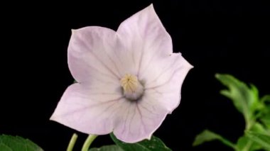 Beyaz güzel yaz Platycodon Çiçeği Açılış Çiçeği Kara Arkaplanda Zaman Geçidi 'nde. Campanula Bud Growing, 4K