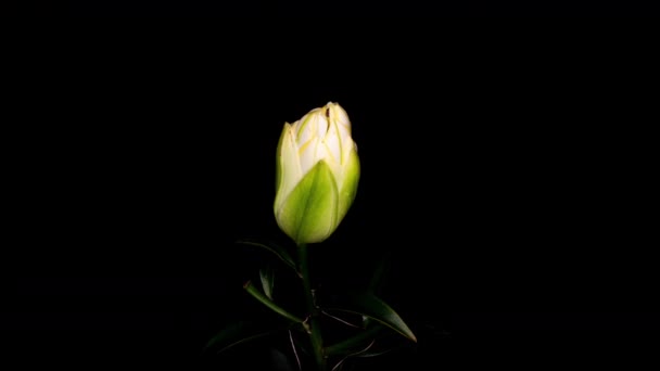 Жовта лілійна квітка цвіте, розкриваючи її квітку. Епічний проміжок часу. Чудова природа. 4k, сповільнення. — стокове відео