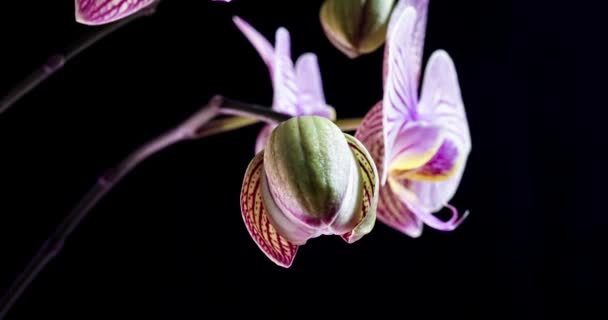 白い背景に蘭の花を開くの時間経過。結婚式の背景、バレンタインデー。4Kビデオ — ストック動画