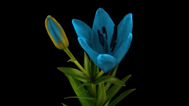 青いユリの花が咲き、その花を開きます。壮大な時間の経過。素晴らしい自然。未来世界 — ストック動画