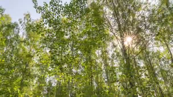 Φθινόπωρο έρχεται έννοια, κάμερα κίνηση υπερχείλιση στο πράσινο δάσος του καλοκαιριού και τελειώνει στο δάσος φθινόπωρο με κόκκινα και κίτρινα φύλλα, χρονική υστέρηση 4k. Υπέρταση. — Αρχείο Βίντεο