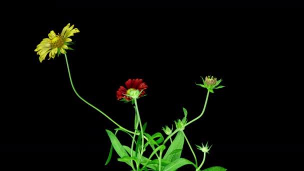 Ανθισμένα κόκκινα Gaillardia σε μαύρο φόντο, χρονική υστέρηση, κανάλι άλφα, κύκλος ανθοφορίας αρκετών λουλουδιών Gaillardia, συμβίωση ενός λουλουδιού με έντομα βίντεο 4k — Αρχείο Βίντεο