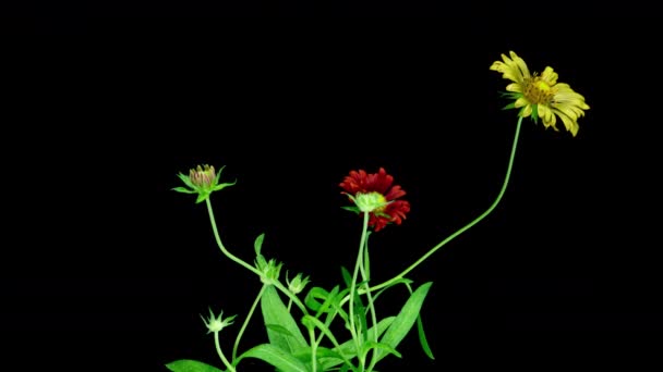 Floração Gaillardia vermelho em um fundo preto, lapso de tempo, canal alfa, ciclo de floração de várias flores Gaillardia, simbiose de uma flor com insetos vídeo 4k — Vídeo de Stock