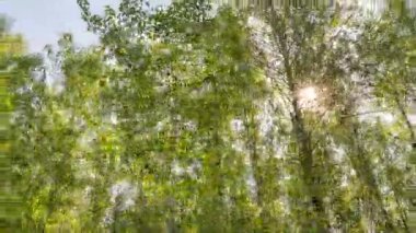 Yeşil Orman. Pine Trees Peri Ormanı. Ağaçlar. Ormanın içinde hareketlilik var. Yazın harika yeşil orman. Gölün üzerinde gün batımı. Kamera sağa doğru hareket ediyor, zaman aşımı 4K. Hiperlapse
