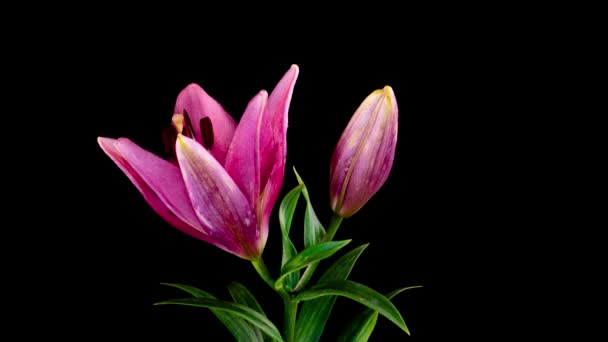 분홍빛 릴리 꽃이 피며, 꽃이 핍니다. 심미적 인 시간 경과. 멋진 자연이죠. 미래의 세계. Macro 4K Timelapse 를 사용 한다. 복사 공간 이 있는 인사 카드 — 비디오