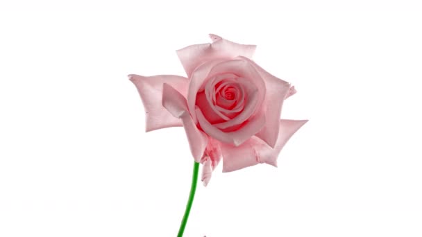 Vacker öppning rosa ros på vit bakgrund. Kronblad av blommande rosa ros blomma öppen, tiden förfaller, närbild. Semester, kärlek, födelsedagsdesign bakgrund. Bud närbild. Makro. Timelapse i 4K UHD-video — Stockvideo