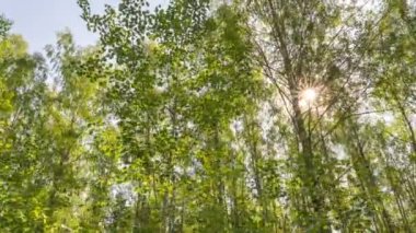 Yeşil Orman. Pine Trees Peri Ormanı. Ağaçlar. Ormanın içinde hareketlilik var. Yazın harika yeşil orman. Gölün üzerinde gün batımı. Kamera sağa doğru hareket ediyor, zaman aşımı 4K. Hiperlapse