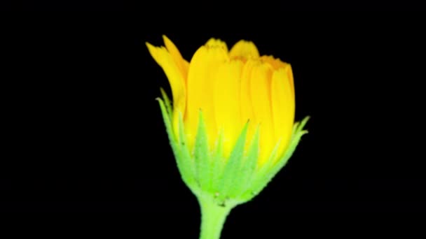 Close-up time lapse of calendula flower opening, macro photography, 4k video — Stok Video