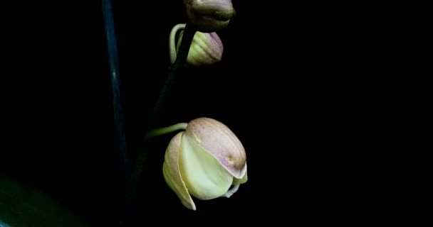 Временной интервал открытия орхидеи 4К на черном фоне — стоковое видео
