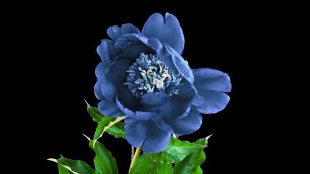 Hermoso fondo azul Peony. Flor de peonía en flor abierta, lapso de tiempo 4K UHD video timelapse. Semana Santa, primavera, día de San Valentín, concepto de vacaciones — Vídeos de Stock