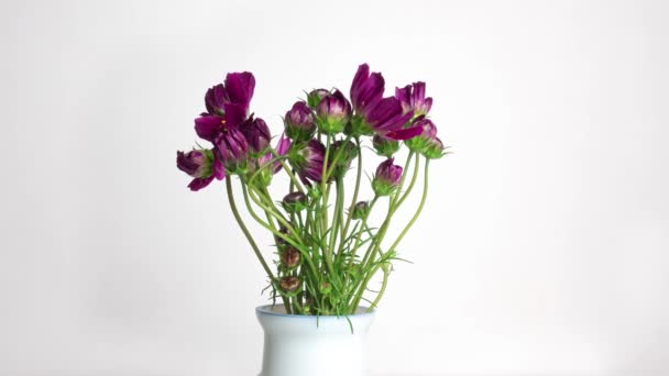 Un ramo de hermosas flores de verano kosmeya se despliega sobre un fondo blanco. Flores púrpuras de cerca. Cosmos imágenes de flores en alta calidad 4k. — Vídeo de stock