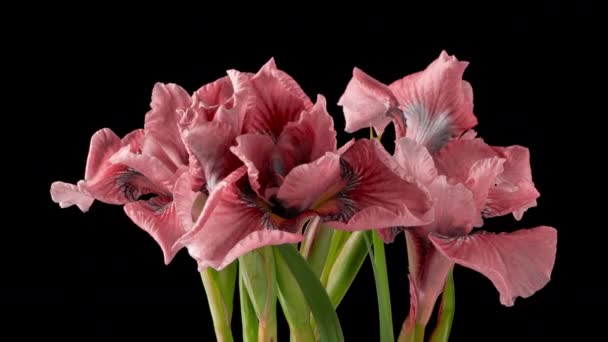 Rahmen für Rahmen wächst ein rosafarbener Strauß Iris-Blumen. Frühlingsblumen Iris blühen auf einem schwarzen Hintergrund. Makro, 4k. Konzept: Ostern, Frühling, Liebe, Geburtstag, Valentinstag, Feiertage — Stockvideo