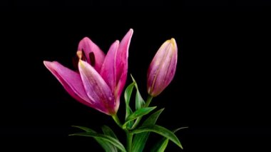 Pembe Lily çiçek açıyor, çiçeğini açıyor. Destansı zaman atlaması. Harika bir doğa. Gelecekçi dünya. Makro 4K zaman ayarlı. Tebrik kartı, kopyalama alanı ile