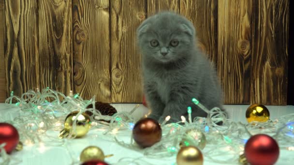 Katten- en kerstspeelgoed. Schotse vouw tabby kat speelt met kerstspeelgoed op een beige bont deken. — Stockvideo