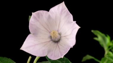 Beyaz Platycodon Çiçek Açan Çiçek Kara Arkaplanda Zaman Geçidi 'nde. Campanula Bud Büyüyor