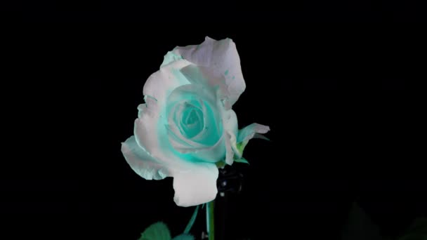 Hermosa rosa de neón. Flor de rosa azul apertura de la flor, lapso de tiempo, 4K UHD video. Semana Santa, primavera, día de San Valentín, concepto de vacaciones — Vídeos de Stock