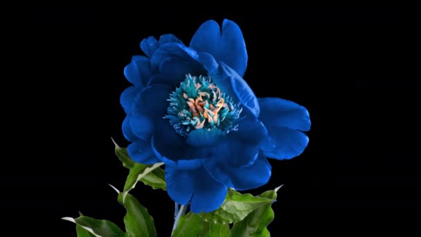 Timelapse av vackra blå vinrött pion blomma blommar på svart bakgrund. Rörelse av stamens pion. Bröllop, makro, påsk, vår, Kärlek, födelsedag, Alla hjärtans dag, semester koncept timelapse. — Stockvideo