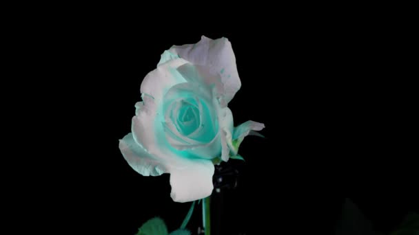 Schöne Neon-Rose. Blühende blaue Rosenblüten, Zeitraffer, 4K-UHD-Video. Ostern, Frühling, Valentinstag, Ferienkonzept — Stockvideo