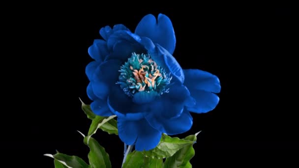 Timelapse av vackra blå vinrött pion blomma blommar på svart bakgrund. Rörelse av stamens pion. Bröllop, makro, påsk, vår, Kärlek, födelsedag, Alla hjärtans dag, semester koncept timelapse. — Stockvideo