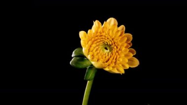 Siyah arka planda izole edilmiş sarı turuncu yıldız çiçeği. Büyüyen Dahlia 'nın 4K zaman atlaması, açılıyor. Aşk, düğün, yıldönümü, bahar, sevgililer günü.