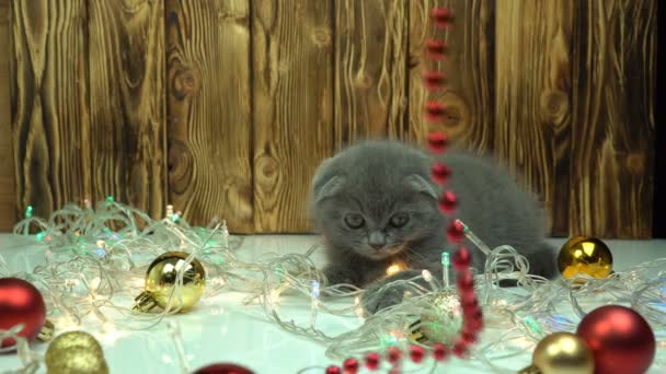 Giocattoli per gatti e alberi di Natale. Scottish fold tabby cat gioca con i giocattoli di Natale su una coperta di pelliccia beige. — Video Stock