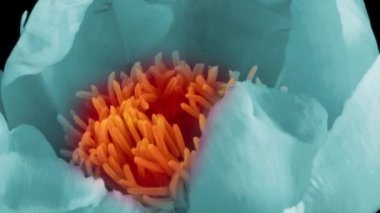 Güzel mavi şakayık arka planı. Çiçek açan şakayık çiçekleri, zaman aşımı. Paskalya, bahar, sevgililer günü, tatil konsepti.